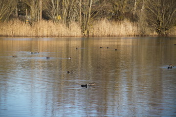 Peaceful landscape with many birds on a lake