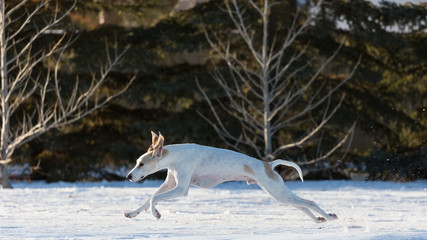 A white Porcelaine Hound running at high speed in snow. 