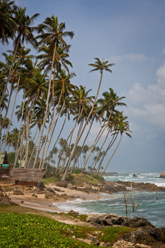 Photo of the ocean beach with palm trees.