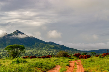 Elefanten im Nationalpark Tsavo Ost und Tsavo West in Kenia