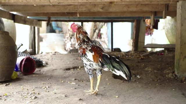 Colorful Cock Walk Under Basement in Countryside in Asia 
