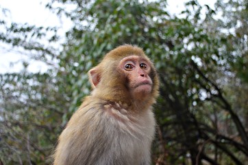 Monkey portrait