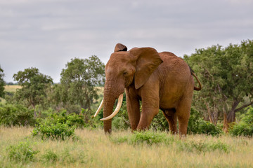 Elefanten im Nationalpark Tsavo Ost und Tsavo West in Kenia