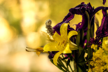 lilies and irises