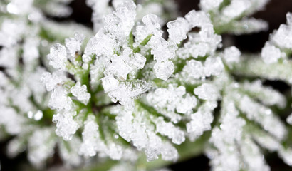 White snowflakes on a green leaf of grass as an abstract background
