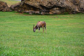 Naklejka na ściany i meble antelope grazing in the meadow