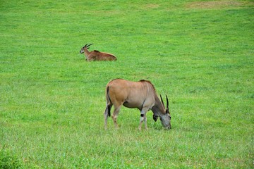 Naklejka na ściany i meble antelopes grazing in the meadow