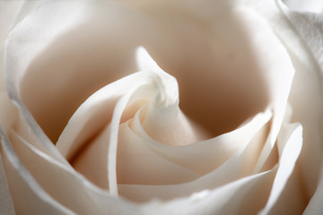 Beautiful white rose flower as a background