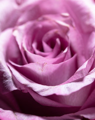 Beautiful rose flower as a background