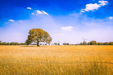 Fototapeta Australian outback landscape - yellow field with tree and wind turbines on the horizon under blue sky obraz