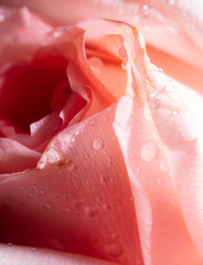 Beautiful rose flower as a background