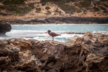 Sooty Oystercatcher bird on rocks near the ocean in Australia