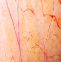 Red veins on fish caviar as a background