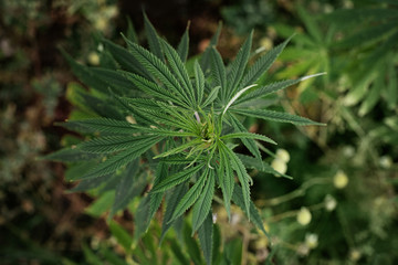 Cannabis Plants Growing Outdoor with Marijuana Buds