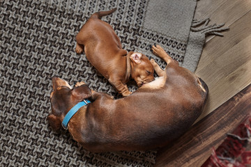 Dog dachshund breed on a plaid and feeds one puppy