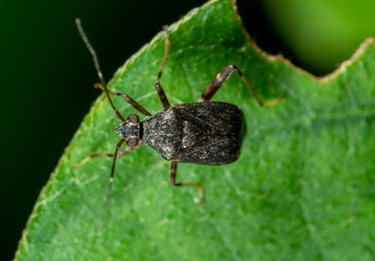 Macro Photo of Shield Bug on Green Leaf