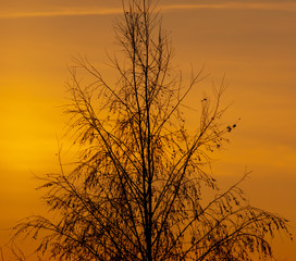 Fototapeta premium Tree branches on a sunset background