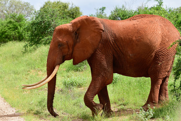 Elefanten im Nationalpark Tsavo Ost und Tsavo West in Kenia