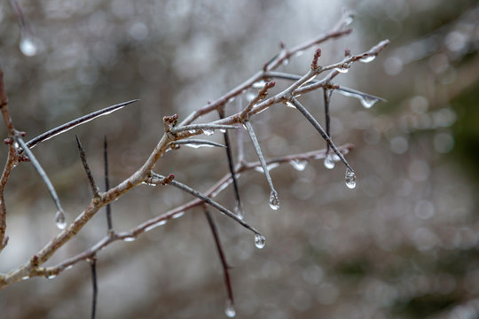 Thorns and Ice