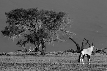 Sossusvlei  / Deathvlei