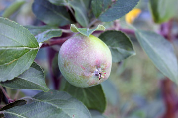 apple on tree