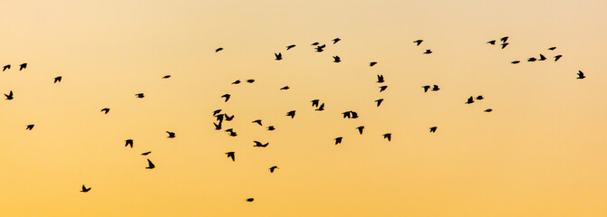 A flock of birds at dawn