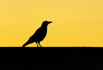 Black raven at dawn of the sun
