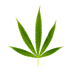 Green leaf marijuana on white. Herb object
