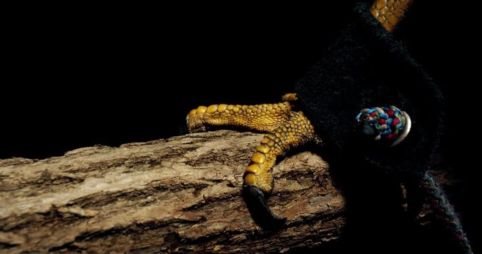 Close up of the big talons of a hawk sitting on a branch, 4k
