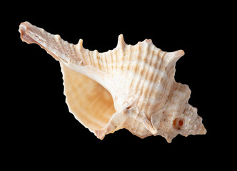 Obraz premium Sea shell isolated on a black background
