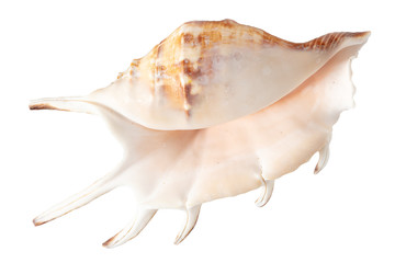 Obraz na płótnie Canvas Sea shell isolated on a white background