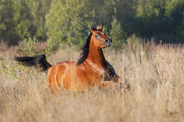 Chestnut arabian horse runs free across the field in grass