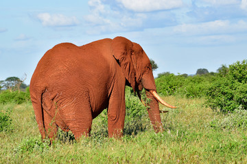Elefanten im Nationalpark Tsavo Ost und Tsavo West in Kenia