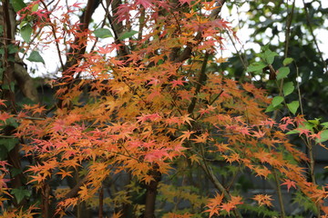 紅葉したもみじ