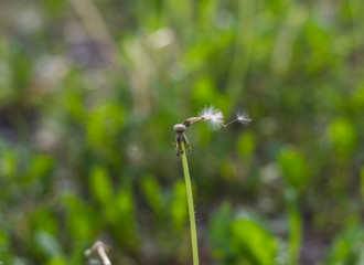  dandelion