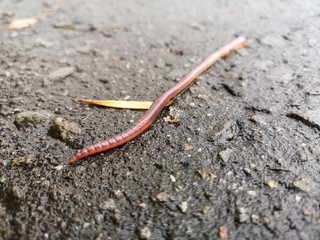 Earthworm on the pavement as a background