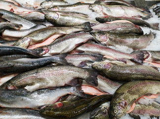 Frozen trout fish in the store as background