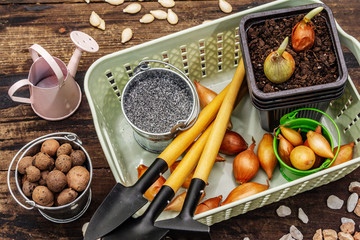 Spring planting and gardening concept. Tools, watering can, fresh onion bulbs in a bucket, expanded...