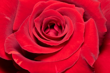 A close up macro shot of a red rose.