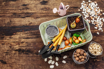 Spring planting and gardening concept. Tools, watering can, fresh onion bulbs in a bucket, expanded...