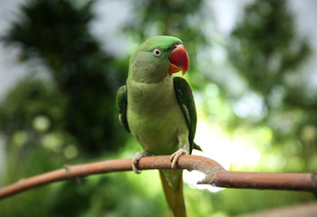 Beautiful Alexandrine Parakeet on tree branch outdoors
