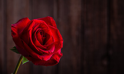 Naklejka premium Red Rose Against Wooden Background