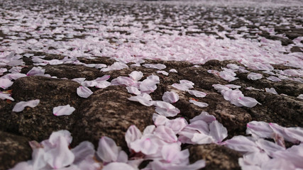 桜　石畳