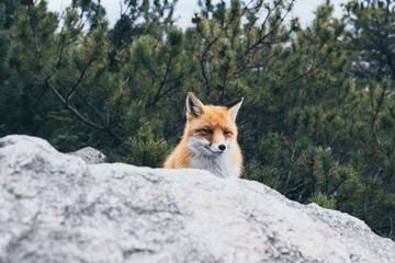 Wild red fox hiding behind the rock in High Tatra mountains, Slovakia
