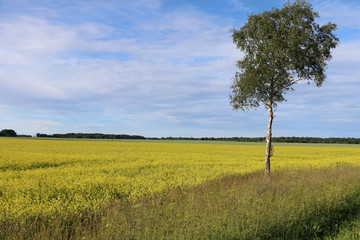 Fototapeta na wymiar Rapeseed field. Lonely birchon the field