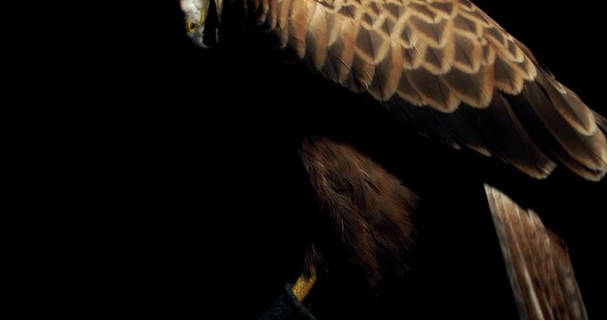 Close up of the talons and the whole hawk with big eyes and open beak, 4k