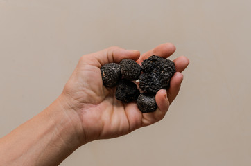 Mushrooms black truffles on human hands