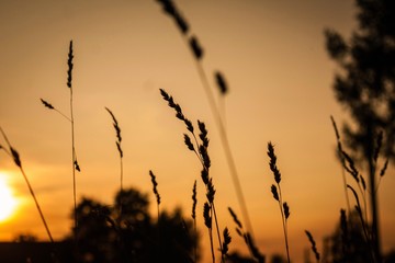 sunset over wheat field