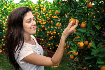 Girl looking at citrus Japonica (mandarin) in the traditional Tet holiday (Lunar new year) in Vietnam, Asia