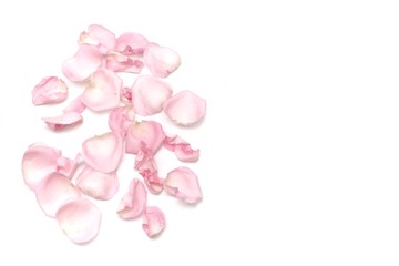 In selective focus a group of sweet rose corollas on white isolated background with softly style